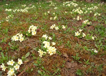 Stängellose Schlüsselblume (Primula vulgaris L.) - © Emanuel Trummer